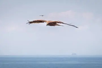 Be careful not to take out any food when these birds are nearby