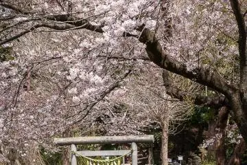 Sakura in spring