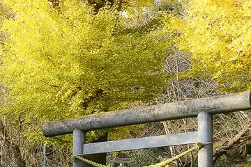 Ginkgo trees in autumn