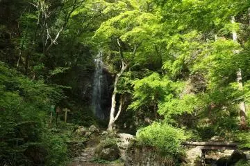 The falls are surrounded by greenery in the summertime