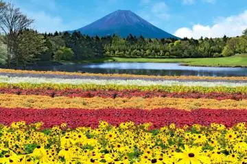Rainbow Flower Festival 2026
