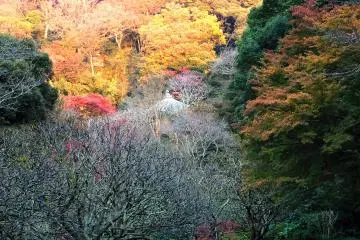 Valley of the Autumn Leaves