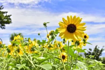 The garden here is home to a variety of floral beauty throughout the year