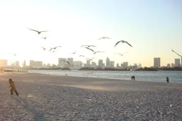 Burung-burung camar di sekitar pantai Odaiba Seaside Park