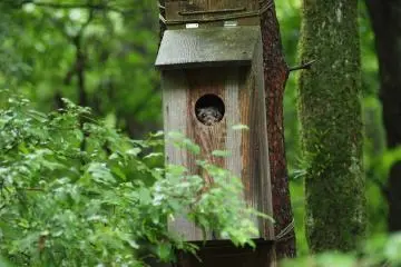 Flying squirrel house