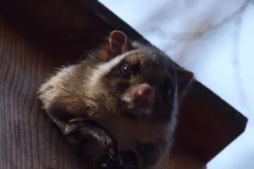 Hello there! (Photo: Hoshino Resorts)