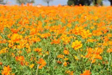 Photo: <a href="https://prtimes.jp/main/html/rd/p/000000311.000034888.html" target="_blank" rel="noreferrer noopener nofollow">Seibu Landscape Co., Ltd.</a>