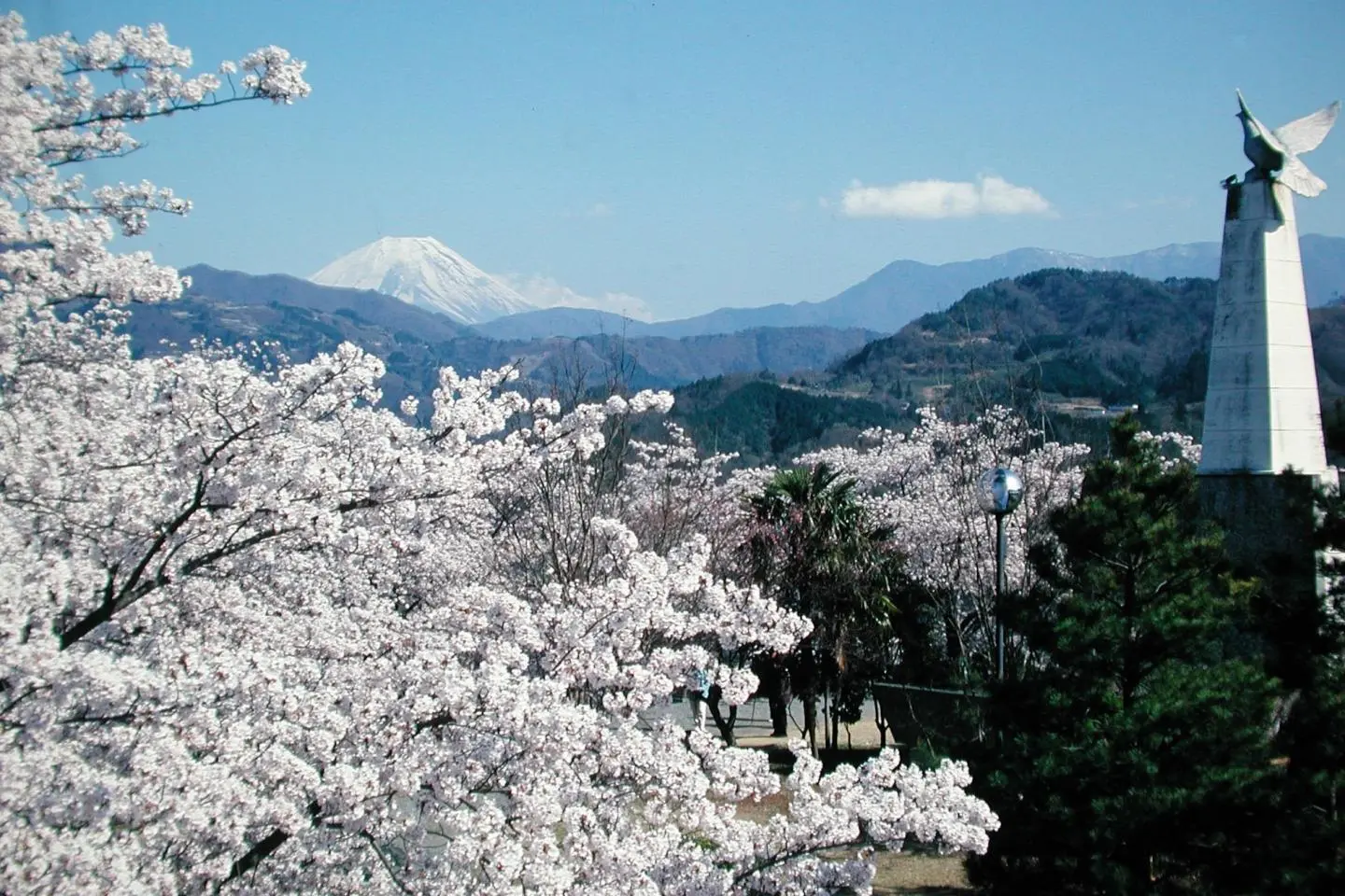 Unparalleled springtime views (Photo: Oboshi Park)