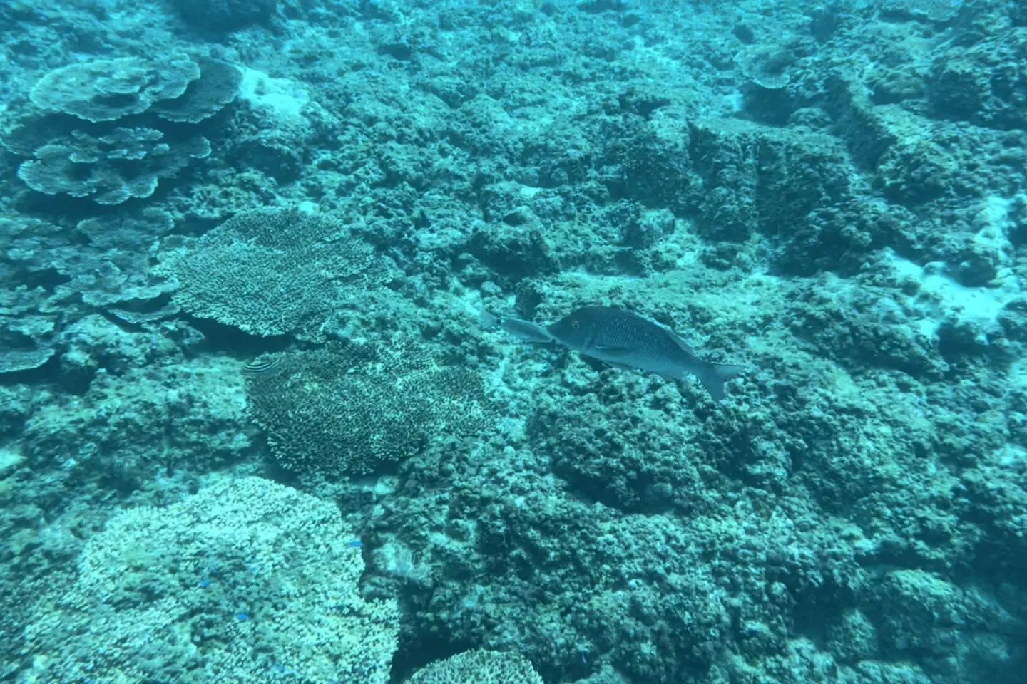 Discover a hidden world under the tide. Spot the fish!