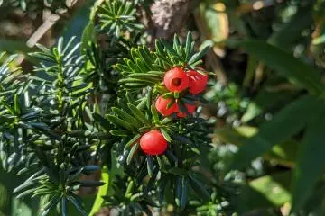 Yew berries