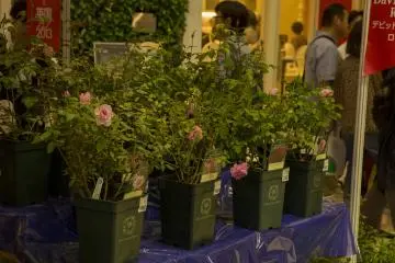The classic English rose