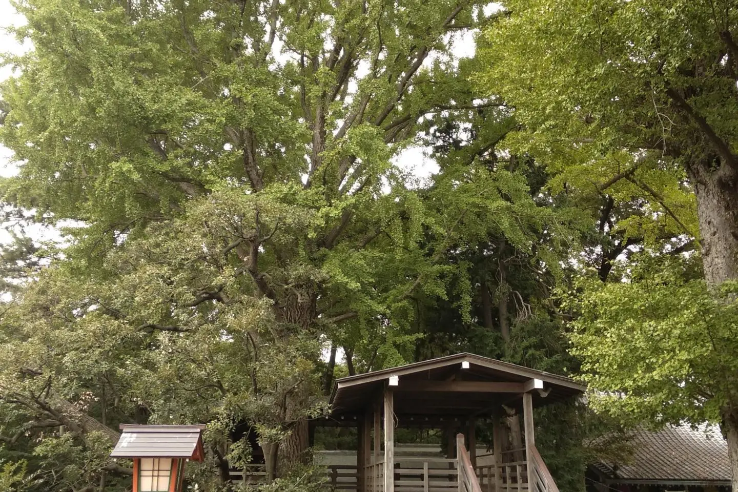 Shrine viewing deck