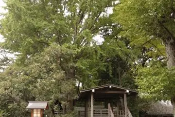 Gallery image