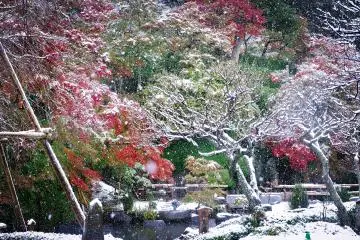 Snow on autumn leaves, a rare commodity in November