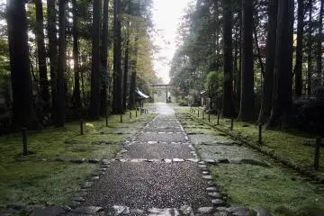 Enter a moss-covered world