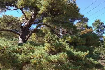 Cypress marker at entrance