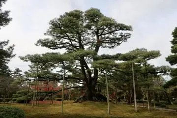 Neagarinomatsu Pine