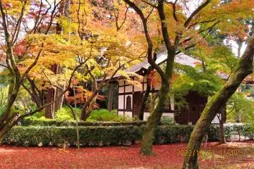 Shinnyodo 
