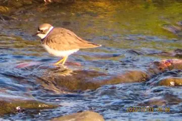 Little Ringed Plover near the Togetsu-kyo Bridge