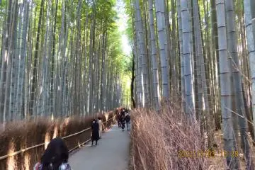 Bamboo Grove