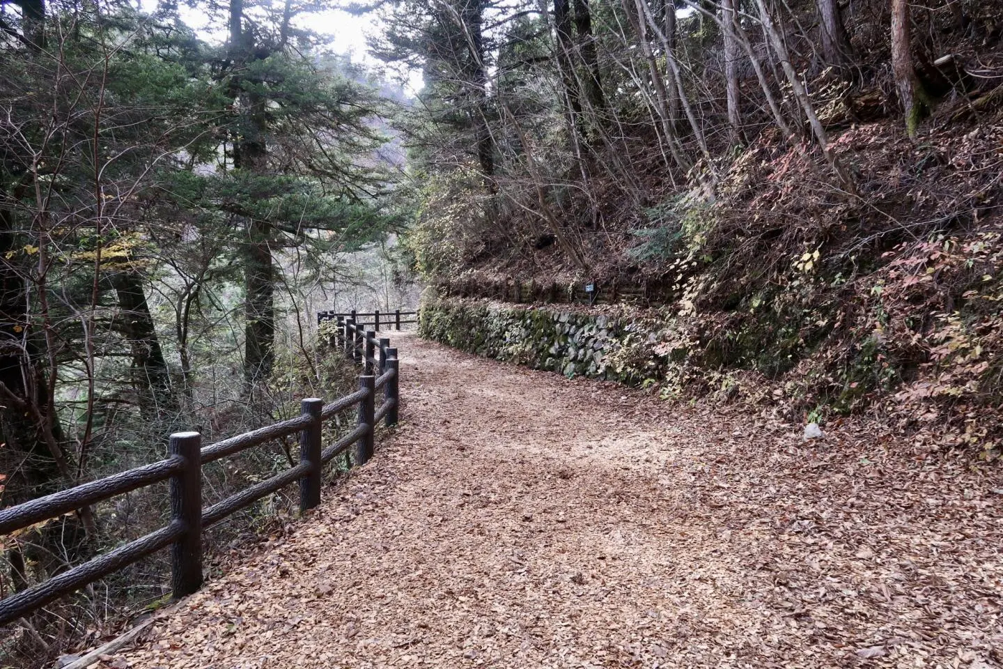 Otaki Forest Therapy Path