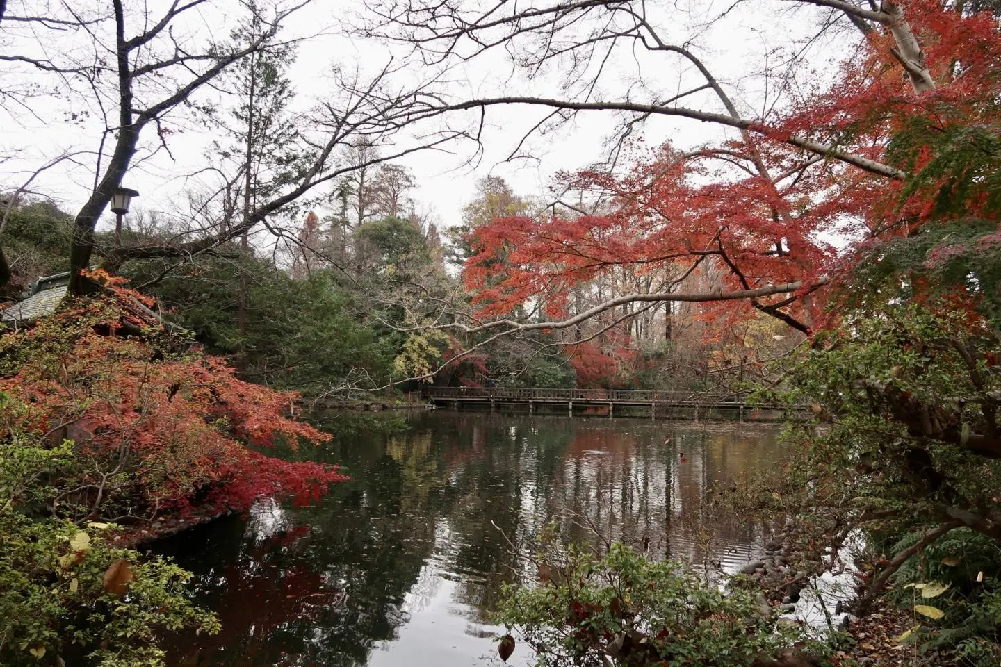 View of Inokashira Pond from Benzaiten Shrine