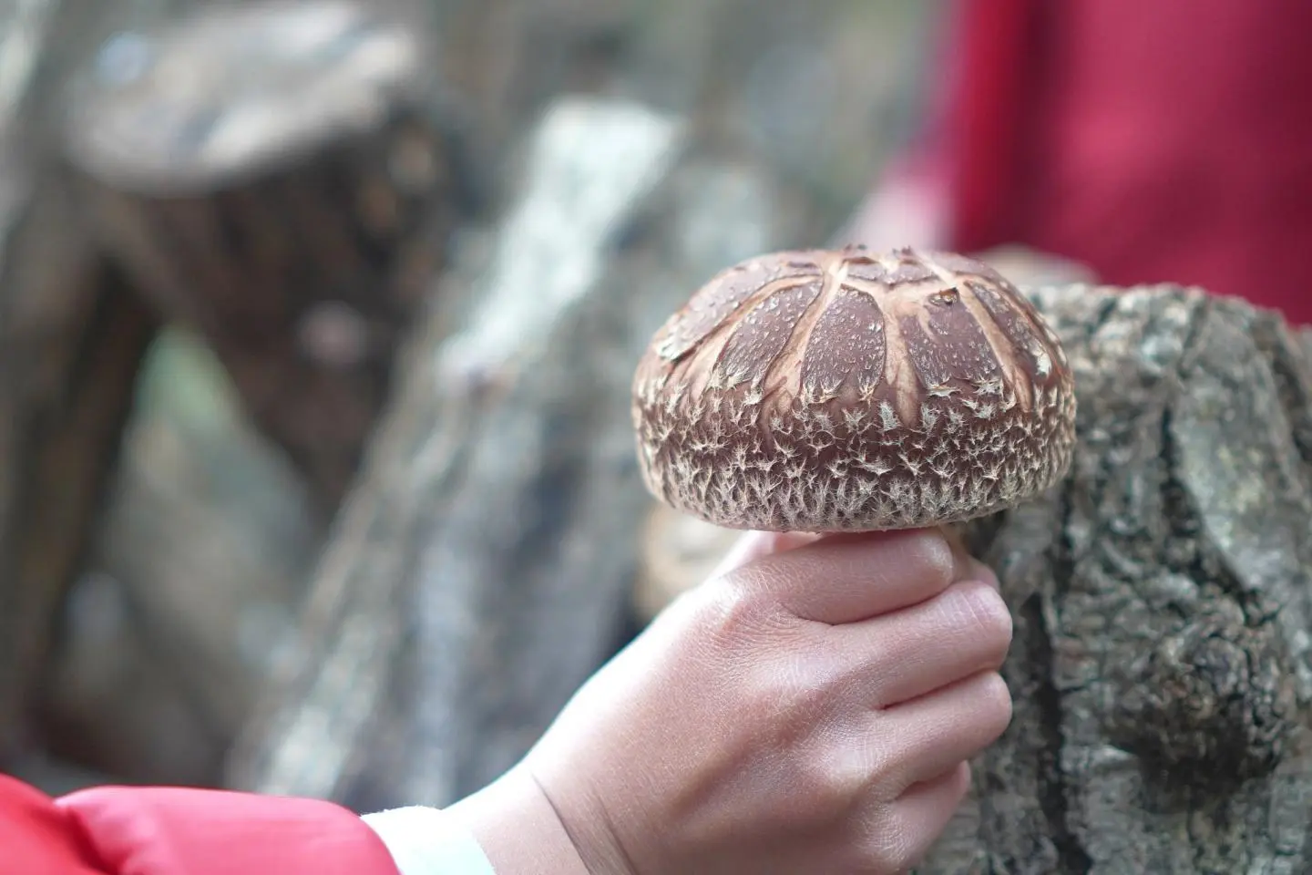Shiitake mushroom picking (เครดิตรูปภาพ: Onomi Village)