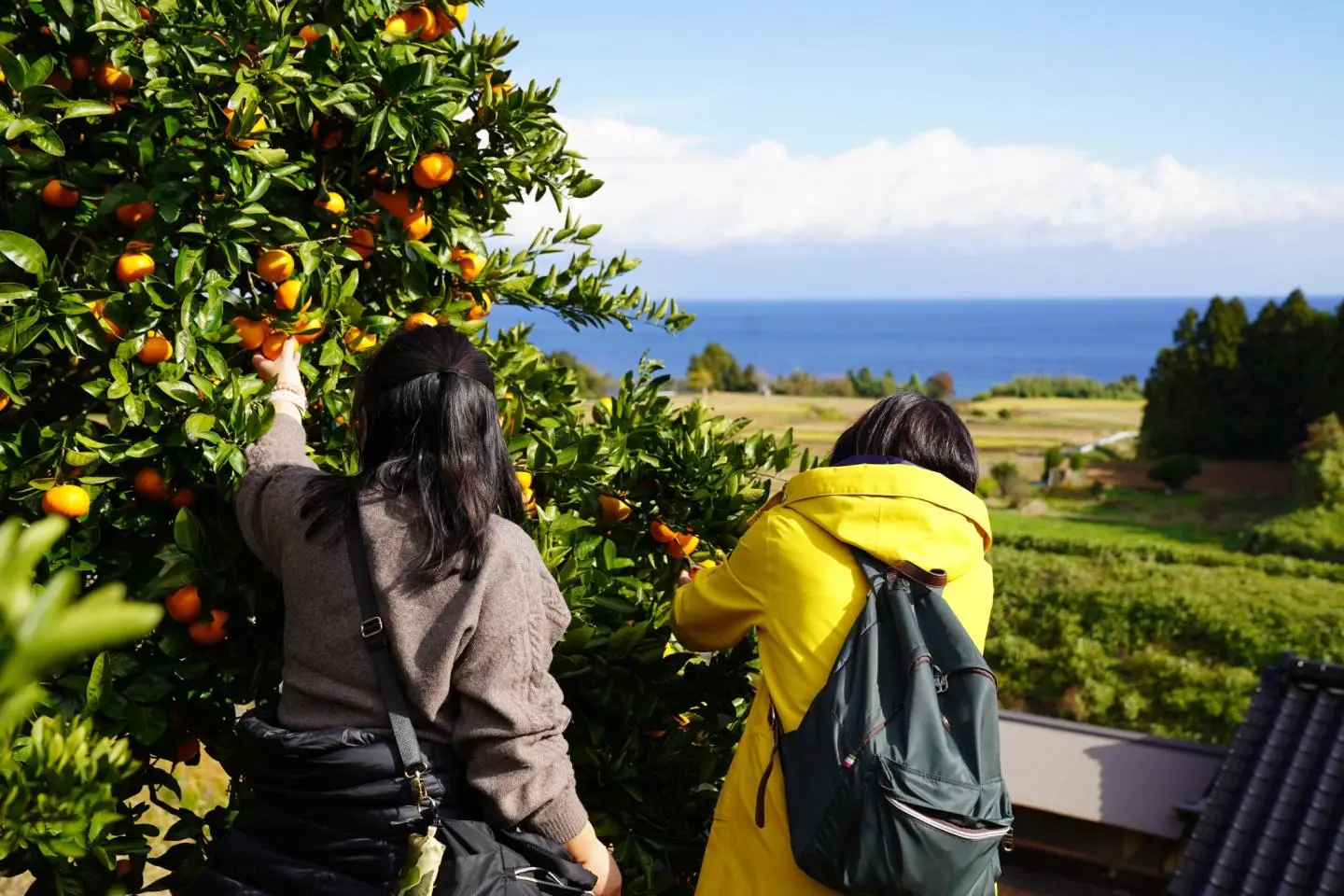 Mikan picking (เครดิตรูปภาพ: Onomi Village)