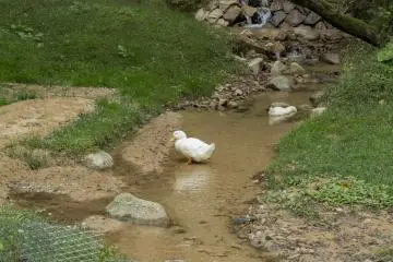 There are also ducks at ARK though the wild foxes in the area sadly pose a threat