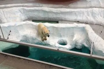 Polar bears in their "natural" habitat