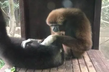 Looking after his family