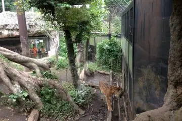 Meet this gorgeous tiger