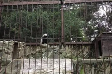 Ueno Zoo animals come and meet them