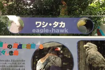 Meet the Eagle Hawk