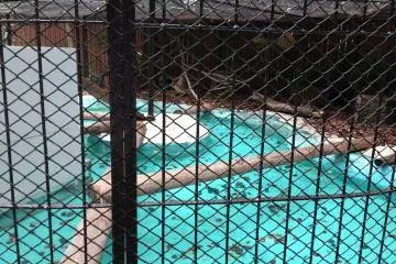 Sea animals