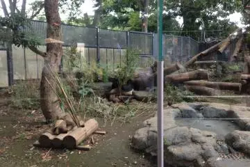 Meet the panda, he is beautiful