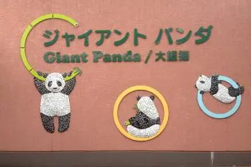 Come down and meet the giant panda