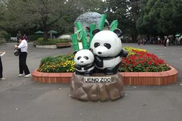 You will meet such amazing pandas