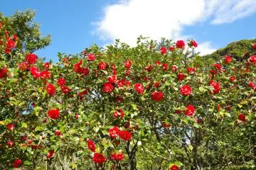 Photo: Tokai Kisen Co., Ltd.