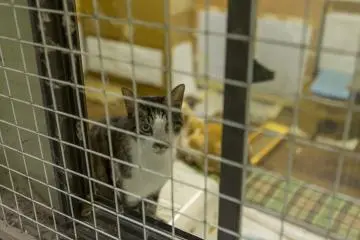 The cat houses offer a really comfortable living space. All the cats were so friendly