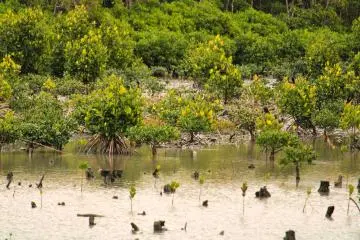 Wetlands area