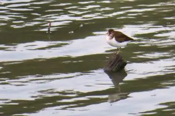 kentish-plover