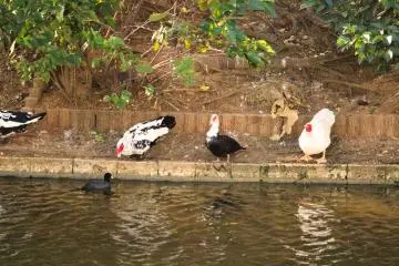 Muscovy ducks Ryutan Pond