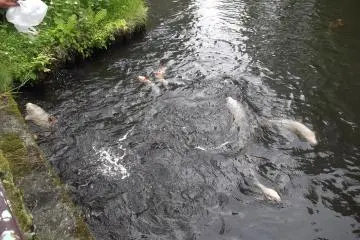Carp in the larger of the ponds