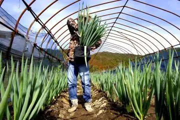 The tour includes picking your own vegetables at a local farm 