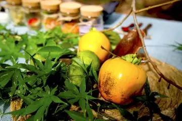 Toyooka’s Next Best Culinary Experience? A Forest Restaurant