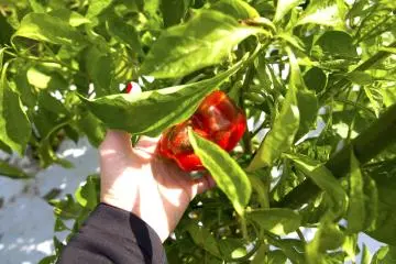 Farm visit 