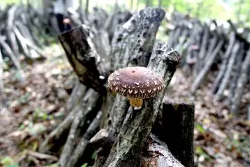 Wild shiitake 