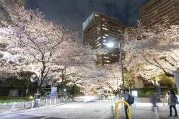 Ark Hills Sakura Festival 2027
