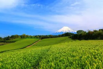 Make a Break for Shizuoka